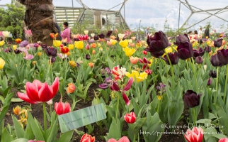 The Eden Project in Cornwall
