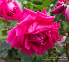 SONY DSC