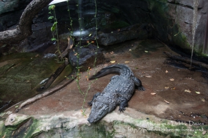Copenhagen Zoo