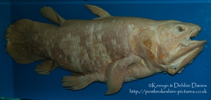 A Coelacanth at Charlottenlund Palace in Denmark
