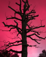 Dead Tree backlit by Fireworks