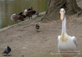 You lookin' at me?