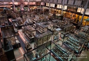Pitt Rivers