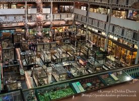 Pitt Rivers