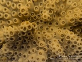 Turbinaria patula at Oxford University Museum of Natural History