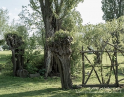 Dead Trees