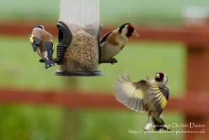 European Goldfinch
