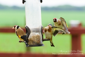 European Goldfinch