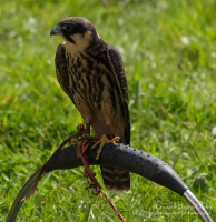Pembrokeshire Falconry at Carew Castle, 2016