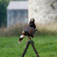 Pembrokeshire Falconry at Carew Castle, 2016