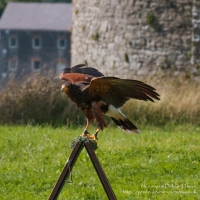 Pembrokeshire Falconry at Carew Castle, 2016