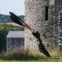 Pembrokeshire Falconry at Carew Castle, 2016