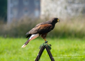 Pembrokeshire Falconry at Carew Castle, 2016