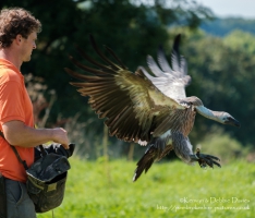 Pembrokeshire Falconry at Carew Castle, 2016