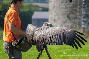 Pembrokeshire Falconry at Carew Castle, 2016