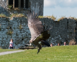 Pembrokeshire Falconry at Carew Castle, 2016