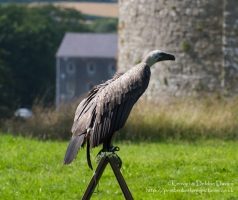 Pembrokeshire Falconry at Carew Castle, 2016