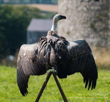 Pembrokeshire Falconry at Carew Castle, 2016