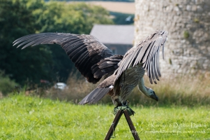 Pembrokeshire Falconry at Carew Castle, 2016