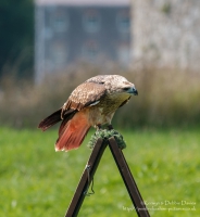 Pembrokeshire Falconry at Carew Castle, 2016