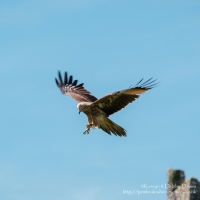 Pembrokeshire Falconry at Carew Castle, 2016