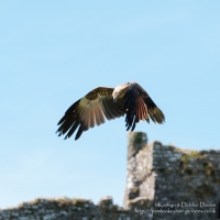 Pembrokeshire Falconry at Carew Castle, 2016