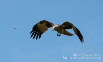 Pembrokeshire Falconry at Carew Castle, 2016