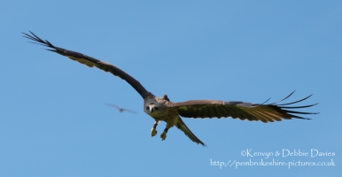 Pembrokeshire Falconry at Carew Castle, 2016