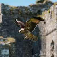 Pembrokeshire Falconry at Carew Castle, 2016