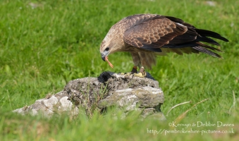Pembrokeshire Falconry at Carew Castle, 2016