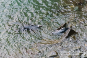 A seal family in Abereiddy
