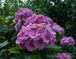 Close-up flora