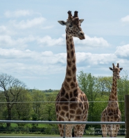 Folly Farm