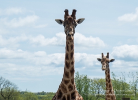 Folly Farm