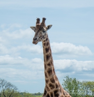 Folly Farm