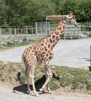 Folly Farm