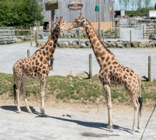 Folly Farm