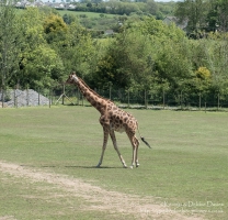 Folly Farm