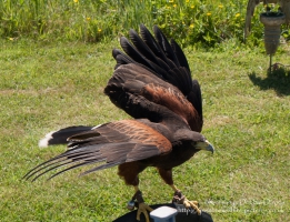 Harrier Hawks at Hayscastle