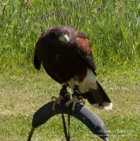 Harrier Hawks at Hayscastle