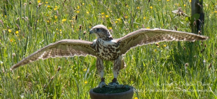 Harrier Hawks at Hayscastle