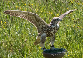 Harrier Hawks at Hayscastle