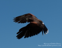 Harrier Hawks at Hayscastle
