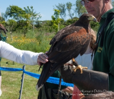 Harrier Hawks at Hayscastle