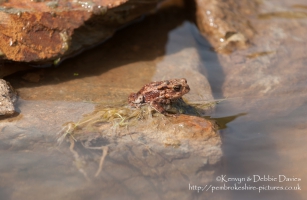 A frog!