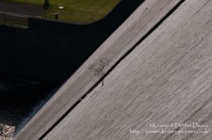 A tree growing out of Llys y Fran dam
