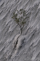 A tree growing out of Llys y Fran dam, Pembrokeshire