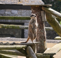 Scruffy Meerkat