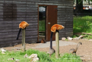 Manor House Wildlife Park
