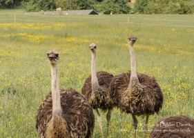 Ostrich at Manor House Wildlife Park